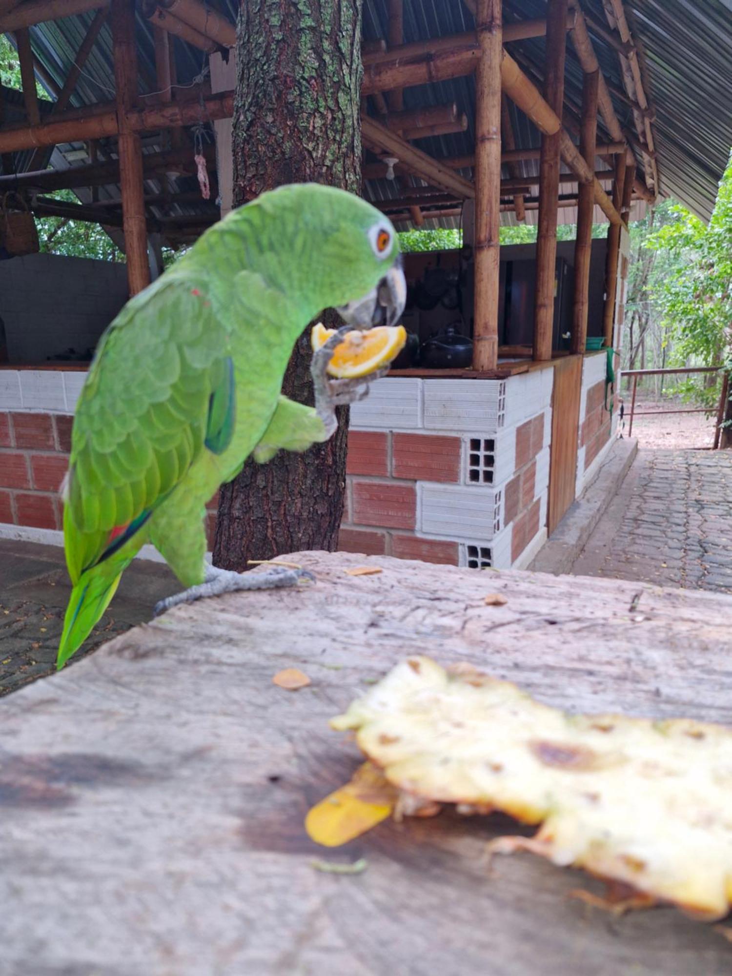 Finca Ecoturistica Los Jagueyes Baraya Eksteriør bilde